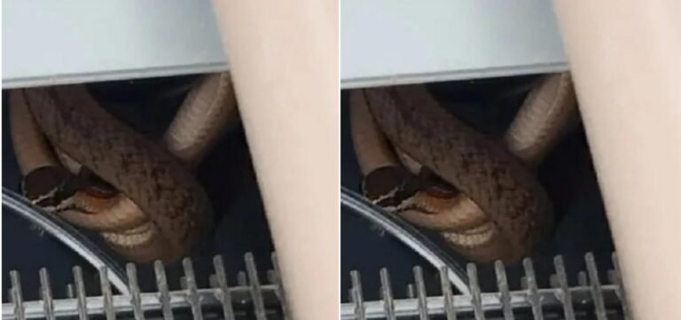 Cobra é encontrada dentro de bebedouro em escola de Feira de Santana